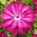 Клематіс Red Passion 31157 фото 1