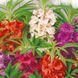 Насіння Квіти Бальзамін Садовий суміш 0,5 г Насіння України 11261 фото 3