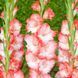 Гладіолус Pink Lady 12/14 31217 фото 1