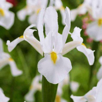 Ирис Голландский White van Vliet 8/+ 30580 фото