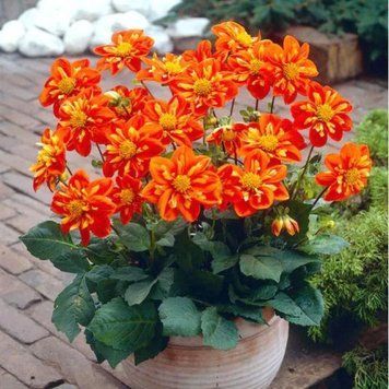 Жоржина низькоросла комірцева Alstergruss 32277 фото