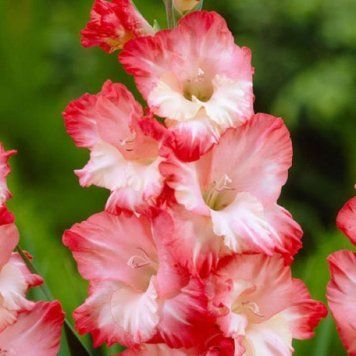 Гладіолус Pink Lady 3 шт 12193 фото