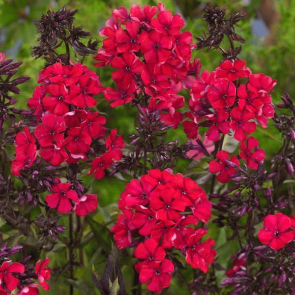 Флокс Starfire 31133 фото