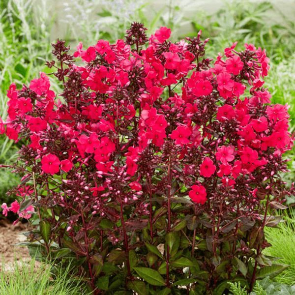 Флокс Starfire 31133 фото