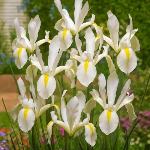 Ирис Голландский White van Vliet 8/+ 30580 фото