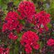Флокс Starfire 31133 фото 3