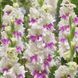 Гладіолус Violet Heart 12/14 30690 фото 1