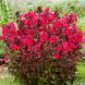 Флокс Starfire 31133 фото 4