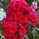Флокс Starfire 31133 фото 1