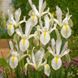Ирис Голландский White van Vliet 8/+ 30580 фото 3