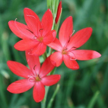 Схизостилис (Schizostylis) coccinea 30592 фото