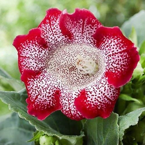 Глоксиния Tigrina Red 20541 фото