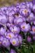 Крокус Barr's Purple, 7+ 10439 фото 1