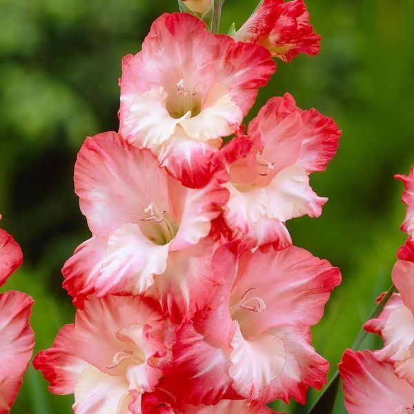 Гладиолус Pink Lady 14/16 31216 фото