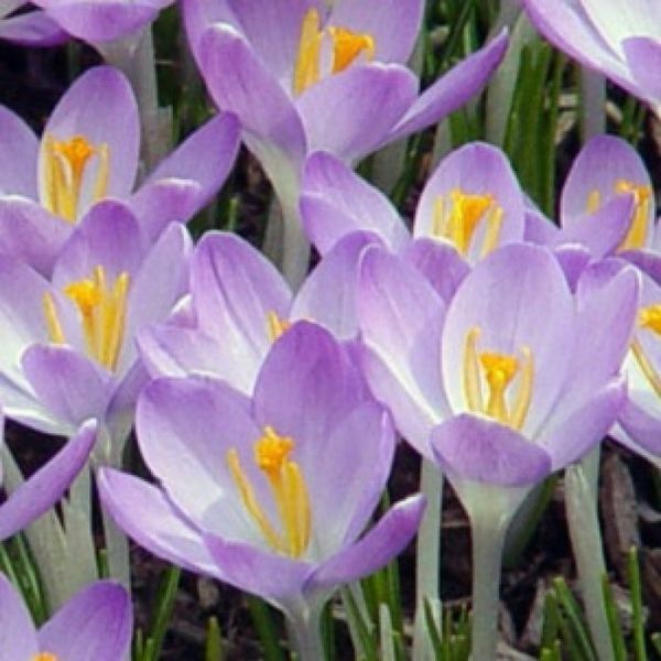 Крокус Barr's Purple, 7+ 10439 фото