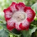 Глоксиния Tigrina Red 20541 фото 2