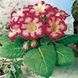 Глоксиния Tigrina Red 20541 фото 1