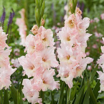 Гладіолус Pink Lightning 12/14 30678 фото