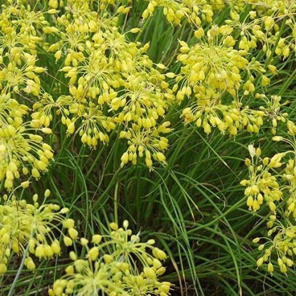 Алліум Flavum 31594 фото