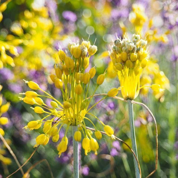 Алліум Flavum 31594 фото
