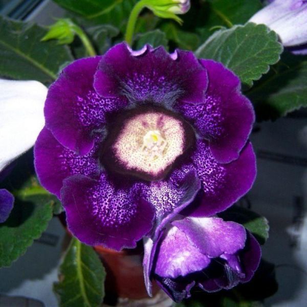 Глоксиния Violacea 30576 фото