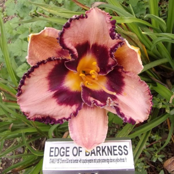 Лілейник Edge of Darkness 12649 фото