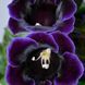 Глоксиния Violacea 30576 фото 3