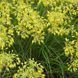 Алліум Flavum 31594 фото 3