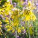 Алліум Flavum 31594 фото 2