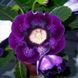 Глоксиния Violacea 30576 фото 2