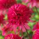 Эхинацея Southern Belle 12744 фото 1
