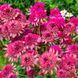 Эхинацея Southern Belle 12744 фото 2