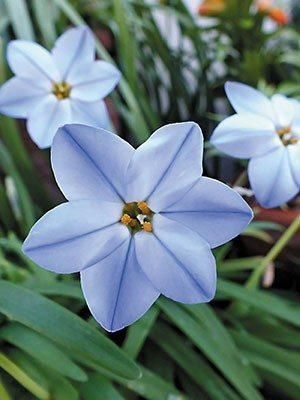 Іфейон Uniflorum 4+ (блакитний) 20863 фото