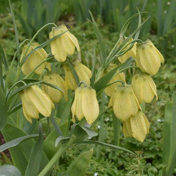 Фрітіларія Pallidiflora 10+ 10414 фото