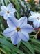 Іфейон Uniflorum 4+ (блакитний) 20863 фото 4