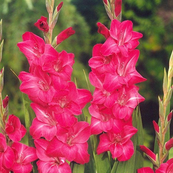 Гладіолус Fairytale Pink 14/16 32097 фото