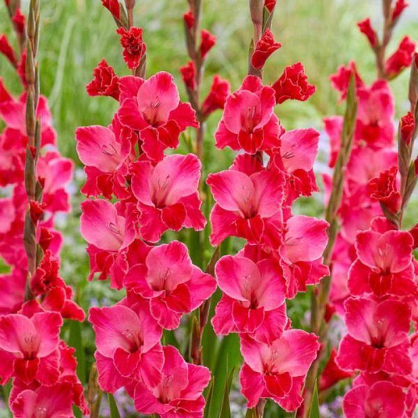 Гладіолус Fairytale Pink 14/16 32097 фото