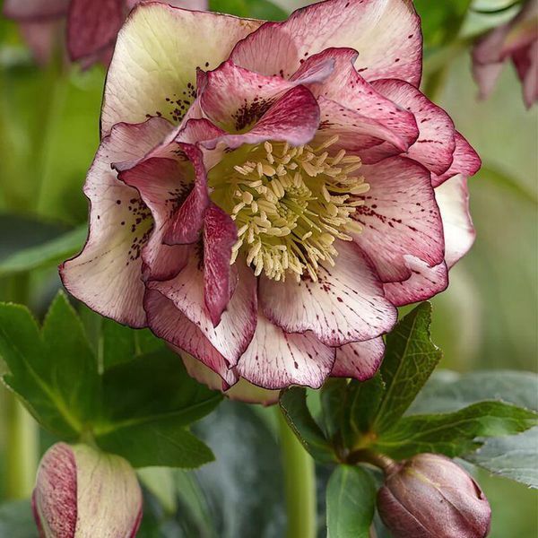 Морозник (Helleborus) Double Ellen Picotee 32346 фото