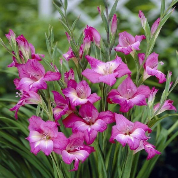 Гладиолус hybrid Summer Jewel 3 шт 12598 фото