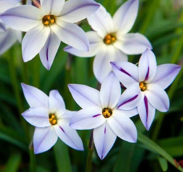 Іфейон Uniflorum 4+ (блакитний) 20863 фото