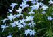 Іфейон Uniflorum 4+ (блакитний) 20863 фото 3