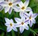 Іфейон Uniflorum 4+ (блакитний) 20863 фото 2