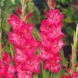 Гладіолус Fairytale Pink 14/16 32097 фото 3