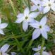 Іфейон Uniflorum 4+ (блакитний) 20863 фото 6