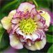 Морозник (Helleborus) Double Ellen Picotee 32346 фото 1