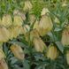 Фрітіларія Pallidiflora 10+ 10414 фото 3