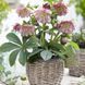 Морозник (Helleborus) Double Ellen Picotee 32346 фото 2