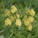Фрітіларія Pallidiflora 10+ 10414 фото 1