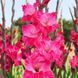 Гладіолус Fairytale Pink 14/16 32097 фото 1
