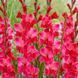 Гладіолус Fairytale Pink 14/16 32097 фото 2